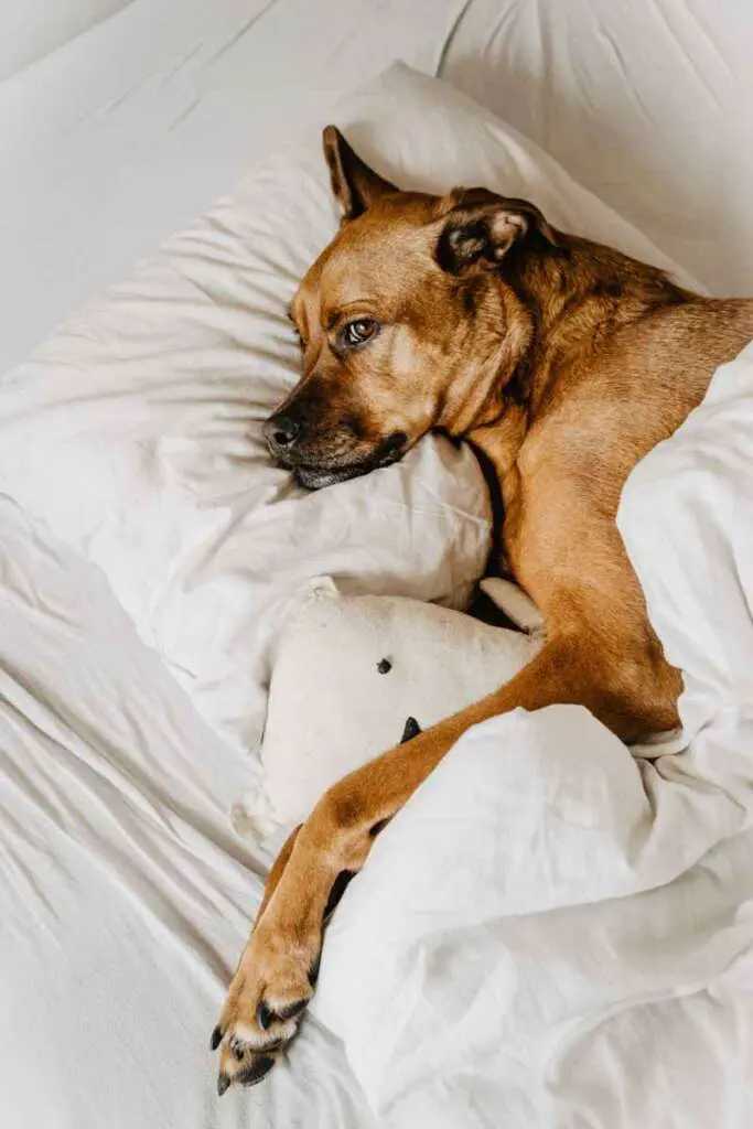 Duvets and Pillows 2 Bedclothes Cleaning
